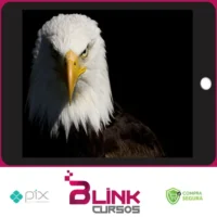 Mentoria Águias Do Tiktok - Samuka