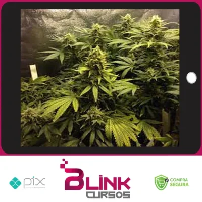 Cultivo Indoor de Plantas Medicinais - Jean Silva