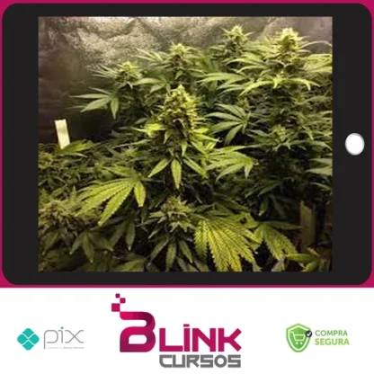 Cultivo Indoor de Plantas Medicinais - Jean Silva